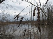 IMG_0693.JPG