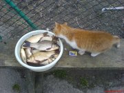 DSC00557.JPG