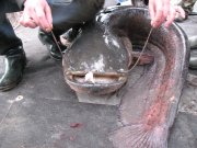 IMG_0019.JPG