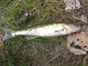 IMG_4228.jpg