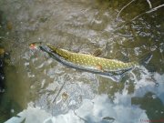 DSC00259.JPG