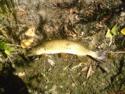 DSC00260.JPG