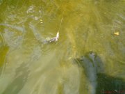 DSC00261.JPG