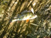 DSC00262.JPG
