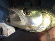 Bait Breath BUGSY.jpg
