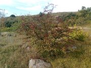Фото0333.jpg