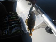 IMG_3668.jpg