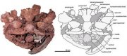 Ryba_Laccognathus_embryi.jpg