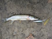 IMG_9831.JPG