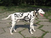 IMG_0768_cr.jpg