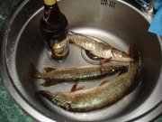 DSC07903.jpg