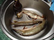 DSC07904.jpg