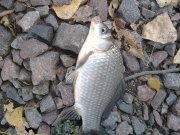 02102011250н.JPG