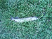 DSC00571.jpg