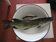 IMG_0236.jpg