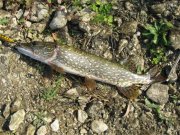 IMG_3421.jpg