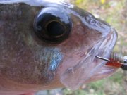 IMG_2126.JPG