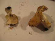 IMG_3453.jpg
