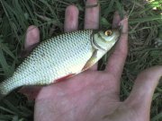 DSC00560.JPG