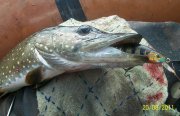 100_3155.jpg