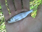 DSC00611.JPG