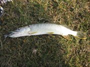 IMG_0136.jpg