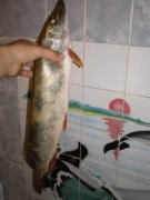 PB070294.jpg