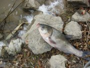 IMG_0486.jpg