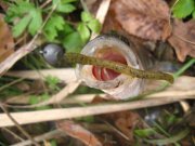 IMG_4311.jpg