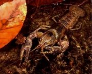 Crayfish-300x244.jpg