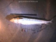 139560PIC_0329.jpg
