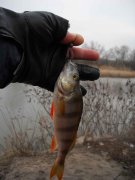 Orel_04122011_4.jpg