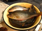 IMG_3542.jpg