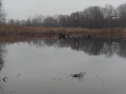 SDC15798.JPG