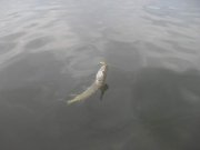 user12038_pic9518_1311600466.jpg