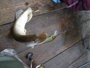 PC061519.jpg