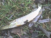 DSC00019.JPG