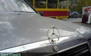 tifi-mercedes-hoopdy.jpg