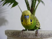 DSCF0338.JPG