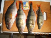DSCN3608.jpg