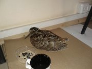 IMG_20120201_110418.jpg