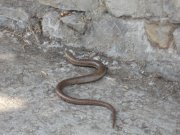 IMG_9040.JPG