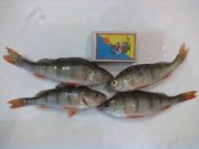 16022012299.jpg
