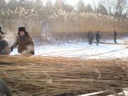 DSC06825.jpg