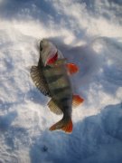 IMG_5773_новый размер.jpg