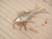 DSC05754.jpg