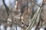 IMG_4926.jpg