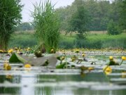 nature_20100802_1848978564.jpg