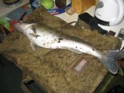 IMG_0629.JPG