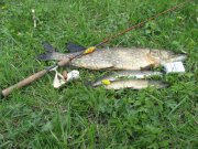 IMG_0800.jpg